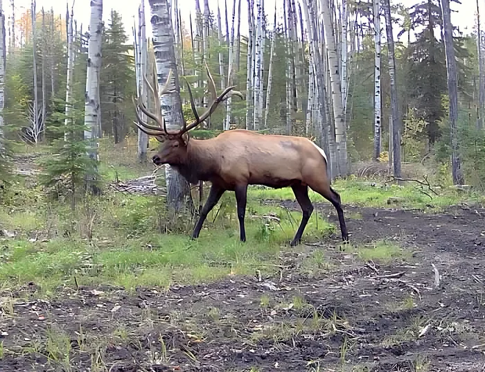 Bull elk walking through an aspen clearing in Alberta