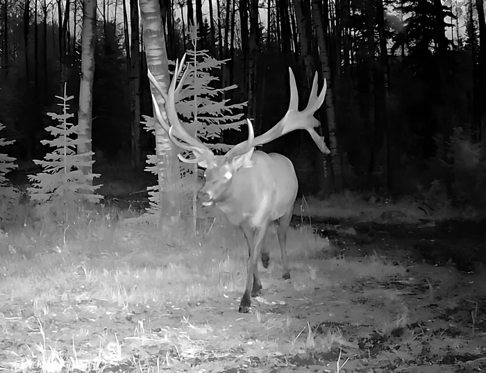Bull elk on a night trail camera
