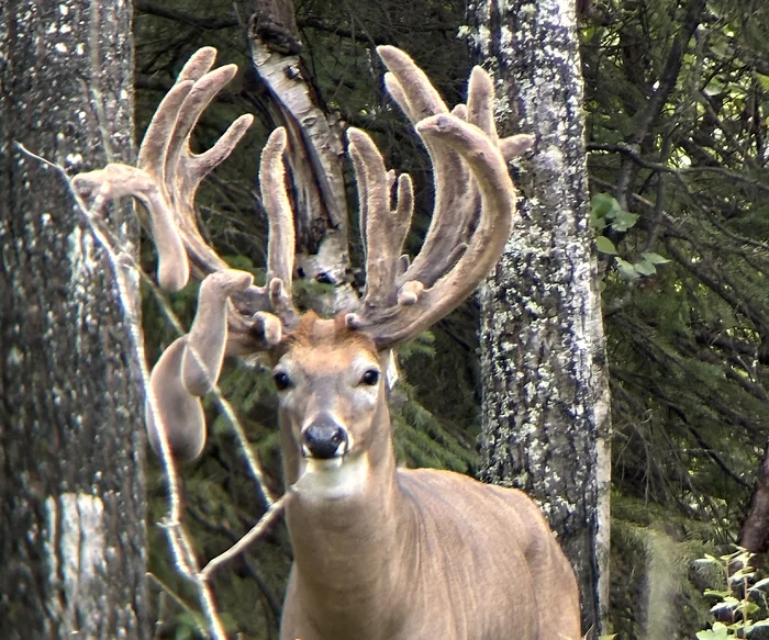 Non-typical whitetail buck in velvet