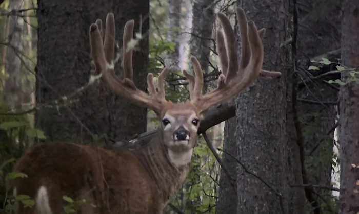 Whitetail buck in velvet looking back through the spruce